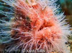 Hairy frogfish
Lembah straight, sulawesi 
Canon Gx7m3
... by Kristi Tullis 